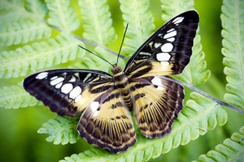 Картинка животные бабочки лист сильвия тигровая макро