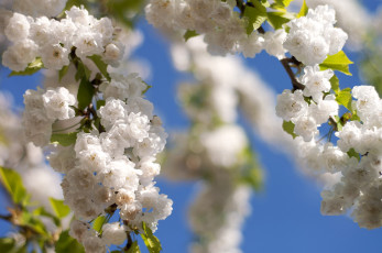 Картинка цветы цветущие деревья кустарники цветение весна ветки