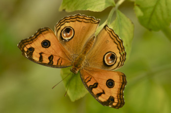 Картинка животные бабочки макро прецис алмана нимфалида