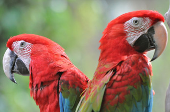 Картинка животные попугаи красный ара