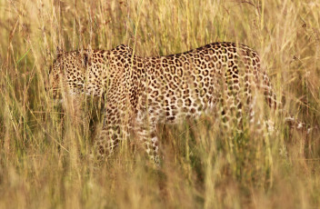 Картинка животные леопарды маскировка