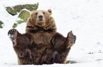 Картинка животные медведи смешной бурый