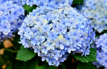 Картинка цветы гортензия голубой