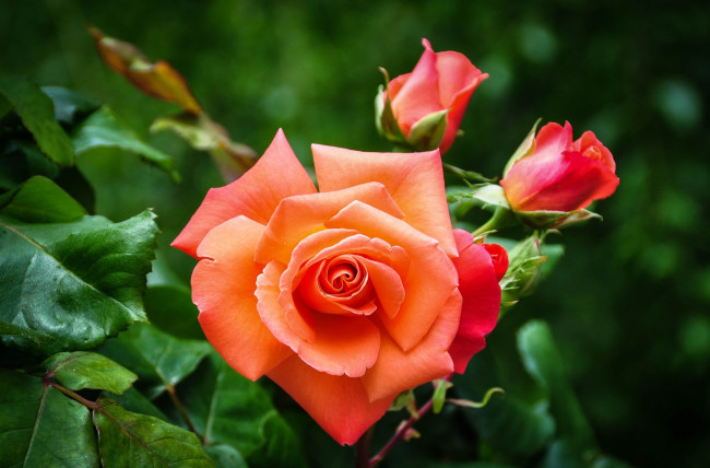 Обои картинки фото цветы, розы, оранжевый, бутоны