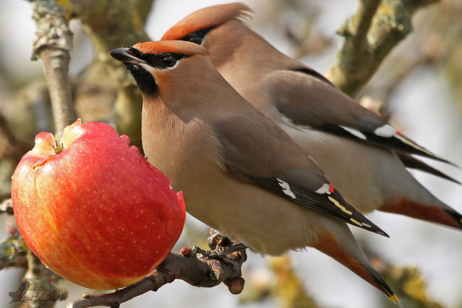 Обои картинки фото животные, свиристели, птицы, яблоко, ветка, обед