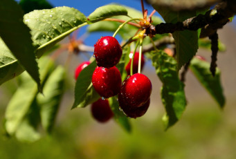 Картинка природа плоды листва дерево спелая черешня лето