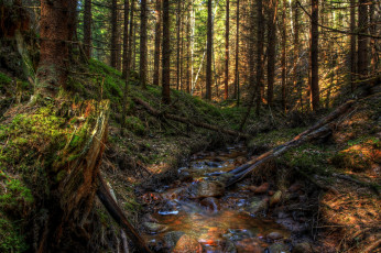 Картинка природа лес ручей сумрак