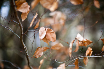 Картинка природа листья осень макро веточки
