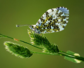 Картинка животные бабочки +мотыльки +моли роса капли травинка насекомое утро зелёный фон макро