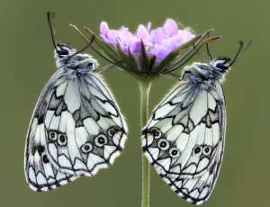 Картинка животные бабочки +мотыльки +моли фон цветок усики крылья пара жёлтый макро