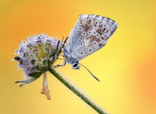 Картинка животные бабочки +мотыльки +моли насекомое травинка макро усики крылья бабочка фон