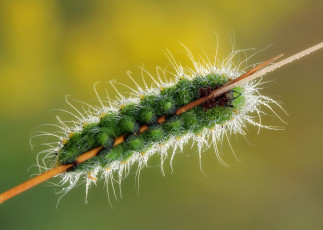 Картинка животные гусеницы роса гусеница травинка насекомое утро фон макро