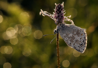 Картинка животные бабочки +мотыльки +моли роса макро боке утро усики крылья бабочка блики
