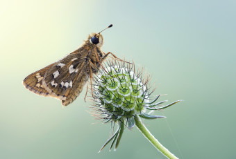 Картинка животные бабочки +мотыльки +моли бабочка фон насекомое травинка крылья усики макро