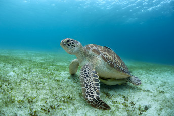 Картинка животные Черепахи черепаха океан