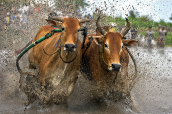 Картинка животные коровы +буйволы гонка волны