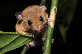 Картинка животные крысы +мыши листья ночь ушки мышь взгляд глаза зверёк