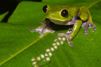 Картинка животные лягушки лягушка лист макро потомство яйца