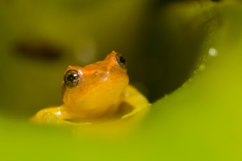 Картинка животные лягушки взгляд жёлтая лист макро портрет лягушка