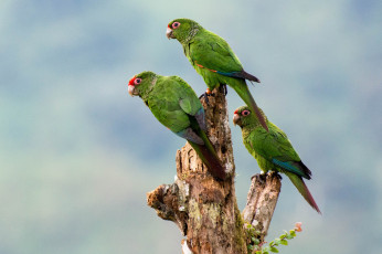 Картинка животные попугаи трио зелёные небо птицы