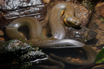 Картинка животные змеи +питоны +кобры осень змея вода лужа