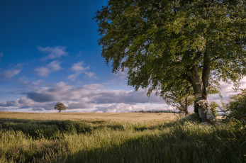 Картинка природа поля трава дерево поле