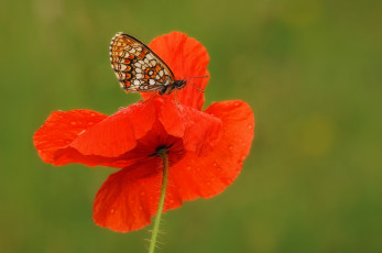 Картинка животные бабочки +мотыльки +моли цветок мак крылья макро бабочка