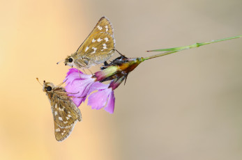 Картинка животные бабочки +мотыльки +моли фон утро насекомое макро травинка бабочка цветы роса