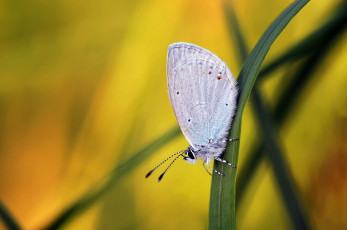 Картинка животные бабочки +мотыльки +моли насекомое фон травинка макро усики крылья бабочка