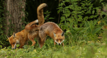 Картинка животные лисы лисички