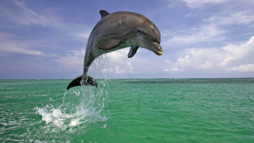 Картинка животные дельфины дельфин природа прыжок море небо