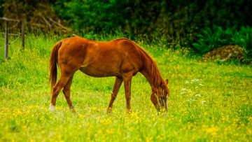 Картинка животные лошади луг конь