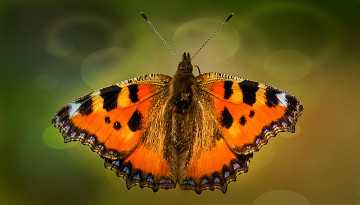 Картинка животные бабочки +мотыльки +моли бабочка