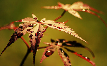 Картинка природа листья роса macro фон капля вода листик листочек макро