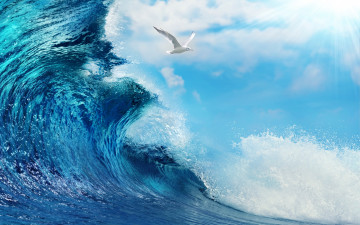 Картинка животные Чайки +бакланы +крачки ocean sky sea blue океан море волна вода splash wave