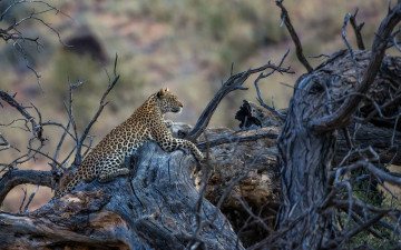 Картинка животные леопарды дерево пятна хищник леопард