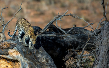 Картинка животные леопарды леопард хищник дерево пятна