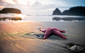 Картинка животные морские+звёзды starfish