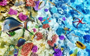 Картинка животные рыбы коралловый риф океан рыбки ocean подводный мир coral underwater world fishes tropical reef