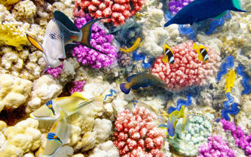 Картинка животные рыбы ocean fishes tropical reef подводный мир world underwater coral коралловый риф океан рыбки