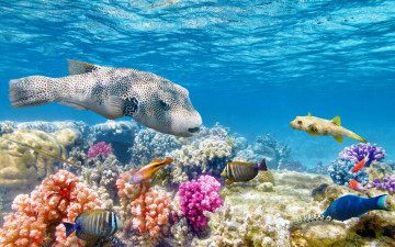 Картинка животные рыбы рыбки подводный мир ocean fishes world coral reef tropical underwater коралловый риф океан