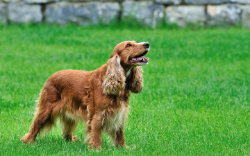 Картинка животные собаки луг трава собака спаниель