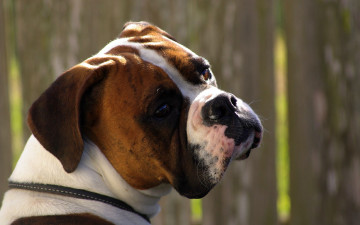 Картинка животные собаки взгляд ошейник боксер пес собака