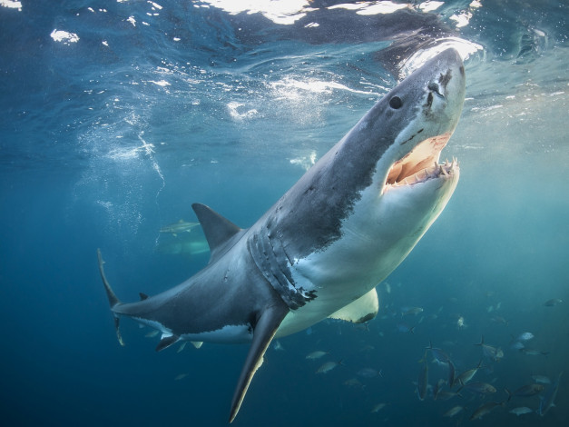 Обои картинки фото great white shark, животные, акулы, челюсти, акула, океан