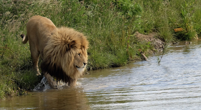 Обои картинки фото животные, львы, лев, водопой