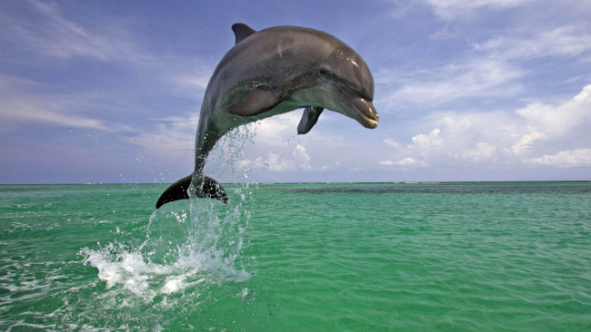 Обои картинки фото животные, дельфины, дельфин, природа, прыжок, море, небо