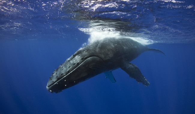 Обои картинки фото животные, киты,  кашалоты, океан, кит