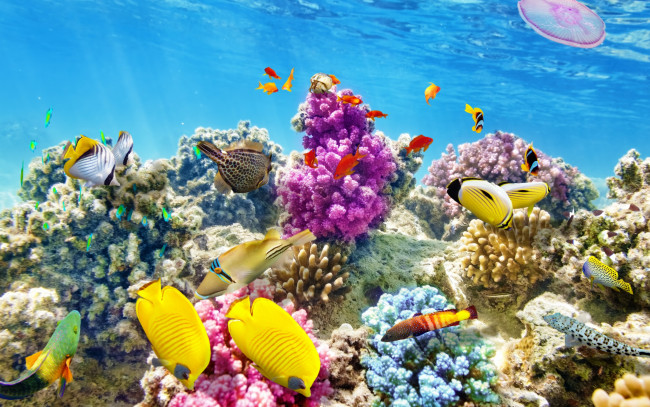 Обои картинки фото животные, рыбы, tropical, рыбки, reef, coral, подводный, мир, ocean, underwater, world, коралловый, риф, океан, fishes