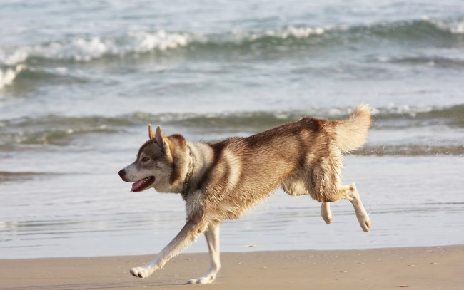 Обои картинки фото животные, собаки, бег, хаски, лайка, собака, море, берег