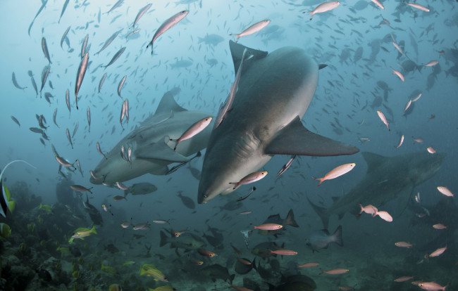 Обои картинки фото животные, разные вместе, акула, океан